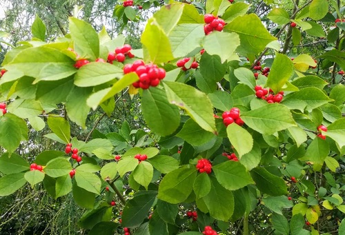 Ostrokrzew okółkowy Ilex verticillata 